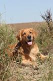 GOLDEN RETRIEVER 095